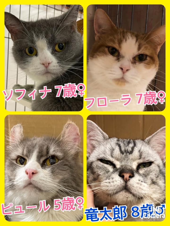 🐾今日の里親様募集中ニャンコ🐱メンバーです🐾2021,6,21